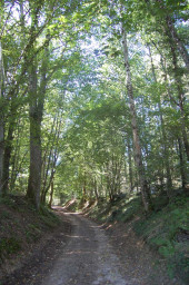 sentier-bois-aux-fees-chemin-01