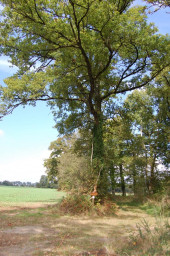 sentier-bois-aux-fees-chemin-02